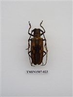 藏品(白條天牛)的圖片